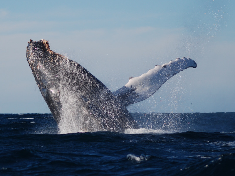 Scuba Diving South Africa’s Sardine Run | Dive Butler