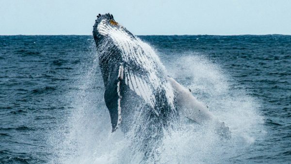 Dominican Republic Humpback Whale