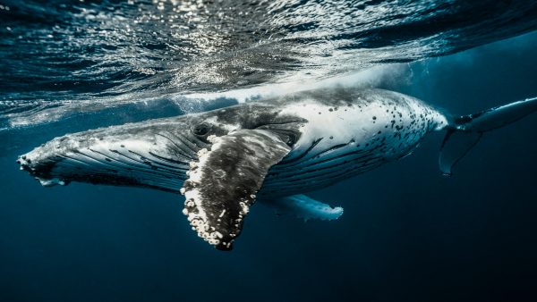 Dominican Republic Humpback Whale UW