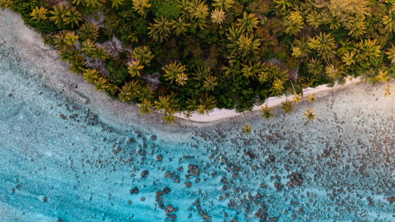aerial top view of palm trees at the edge of an island in french polynesia