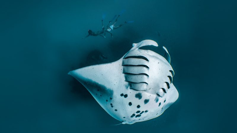 freediving couple with a manta ray in hanifaru bay maldives