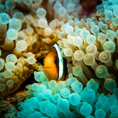 Dive Butler Anemonefish