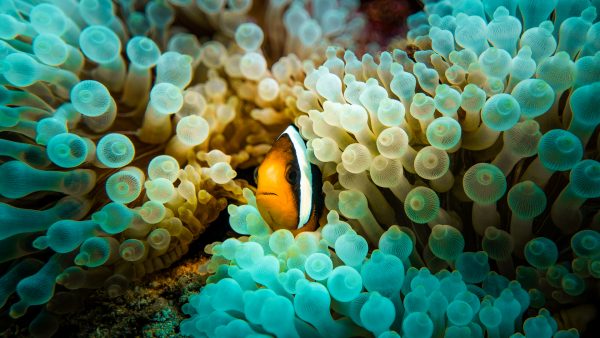 Dive Butler Anemonefish