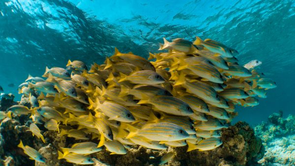 Dive Butler Bluestriped Snappers