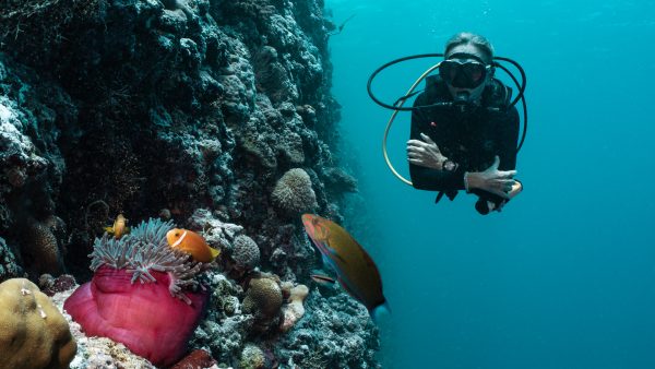 Dive Butler Diver Anemone