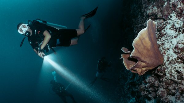 Dive Butler Night Dive