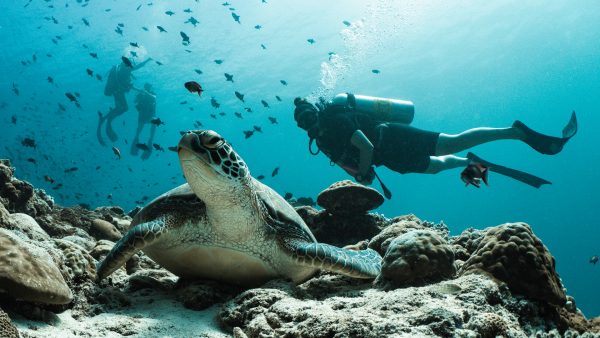 Dive Butler Diver with Turtle