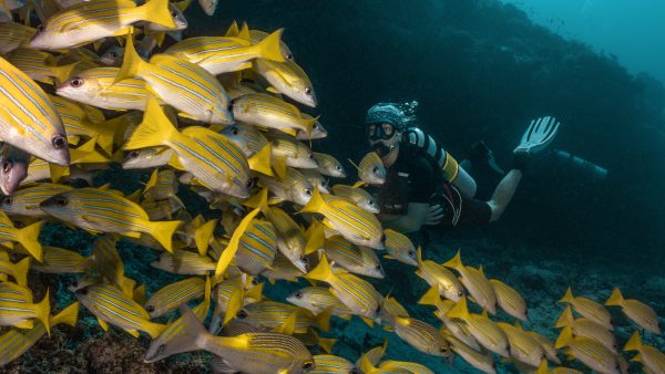 Dive Butler Diver with Bluestriped Snappers