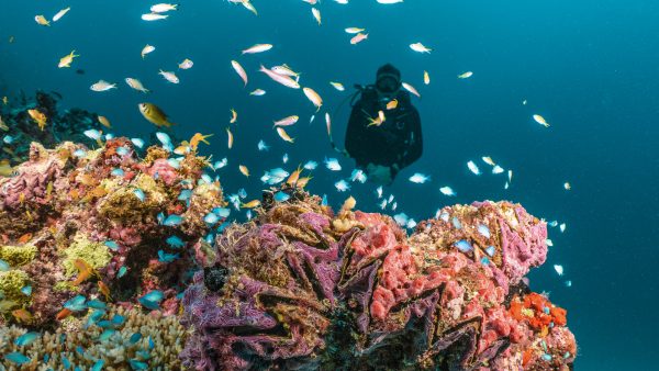 a colourful reef scene in the maldives with a scuba diver in the background