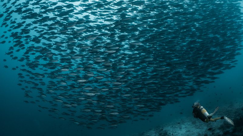 a large school of fusiliers in the maldives with a scuba diver on the side