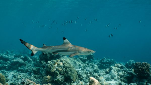 Dive Butler Blacktip Reef Shark