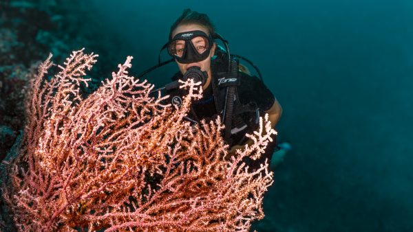 Dive Butler Diver Reef