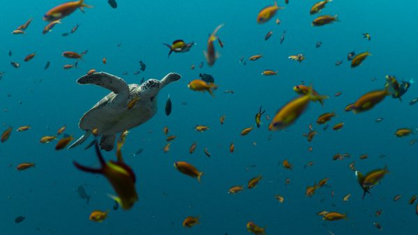 Dive Butler Green Turtle