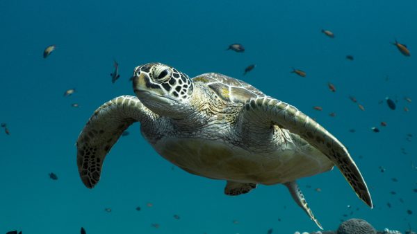 Dive Butler Green Turtle