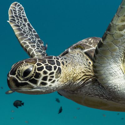 Dive Butler Green Turtle