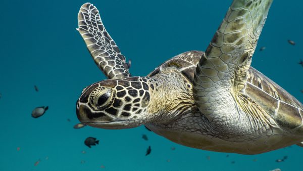 Dive Butler Green Turtle