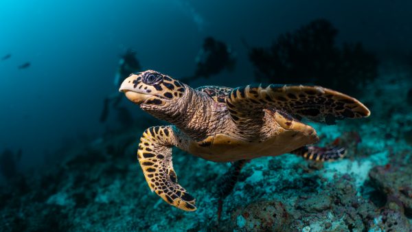 Dive Butler Hawksbill Turtle with Divers in Maldives