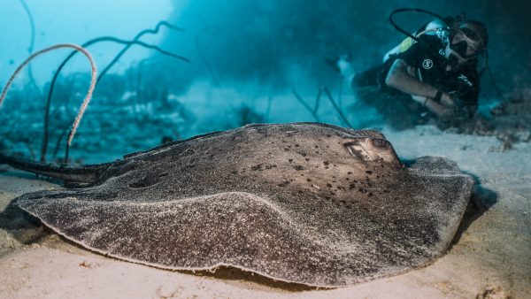 Dive Butler Diver with Stingray
