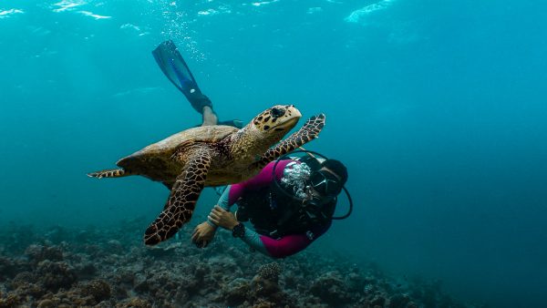 Dive Butler Diver with Hawksbill Turtle