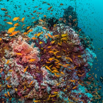 Dive Butler Divers Reef