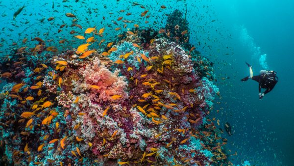 Dive Butler Divers Reef