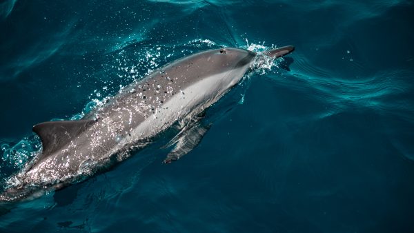 Dive Butler Dolphin Cruise