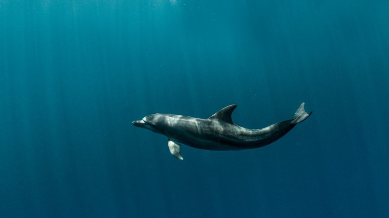 a dolphin underwater in the maldives