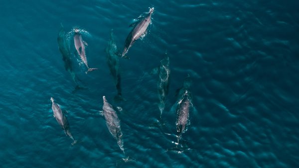 Dive Butler Dolphins Aerial