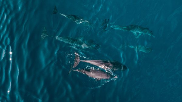 Dive Butler Dolphins Aerial