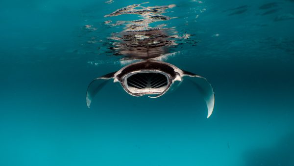 close up of a manta ray in the clear blue water of hanifaru bay feeding with it's mouth open