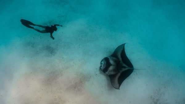 Dive Butler Hanifaru Bay