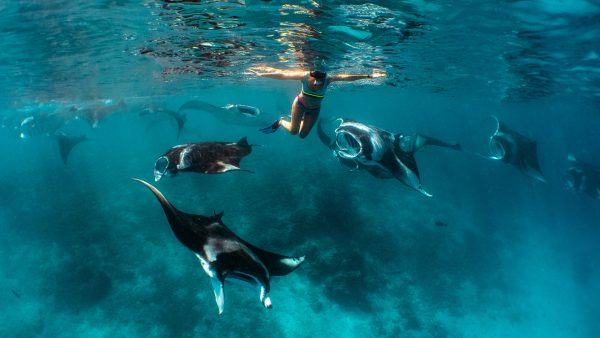 a snorkeller at the surface of the water in hanifaru bay maldives surrounded by manta rays