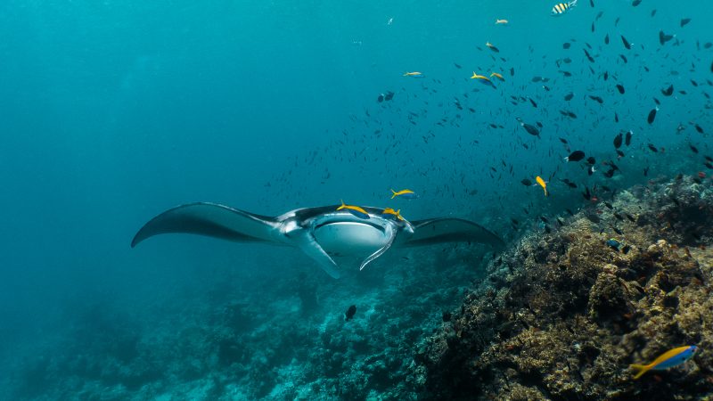 a manta ray on a reef in the maldives with tropical fish