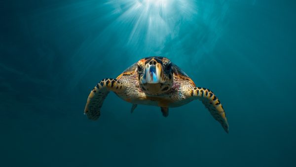 Dive Butler Hawksbill Turtle in Maldives