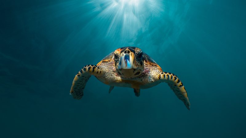 a hawksbill turtle in the clear blue waters of the maldives