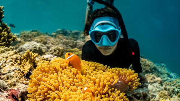 Dive Butler Snorkeller Anemone