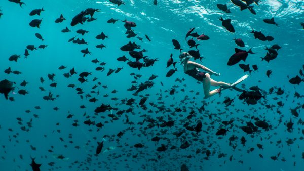 Dive Butler Snorkeller with School of Fish