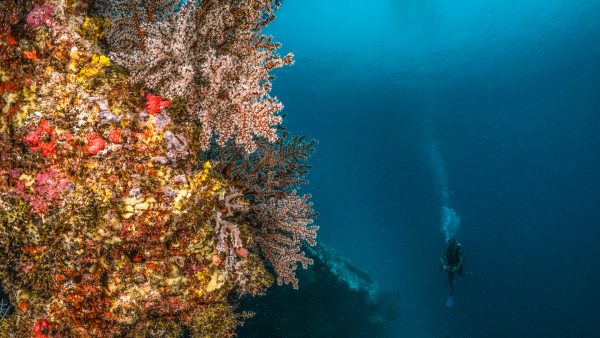 a colourful reef in the maldives with a scuba diver in the background