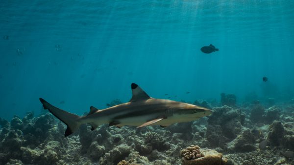 Dive Butler Blacktip Reef Shark