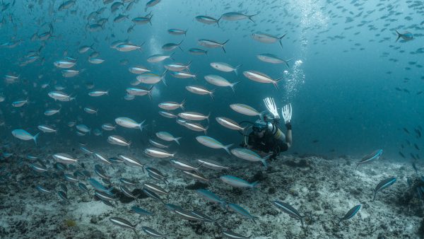 Dive Butler Diver Fish