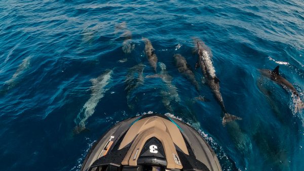 Dive Butler Jet Ski with Dolphins