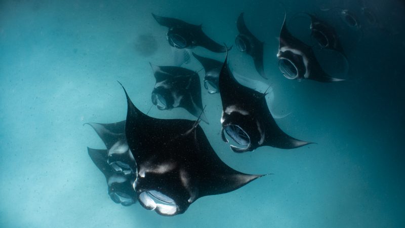 top view from underwater of a feeding train of manta rays swimming in hanifaru bay