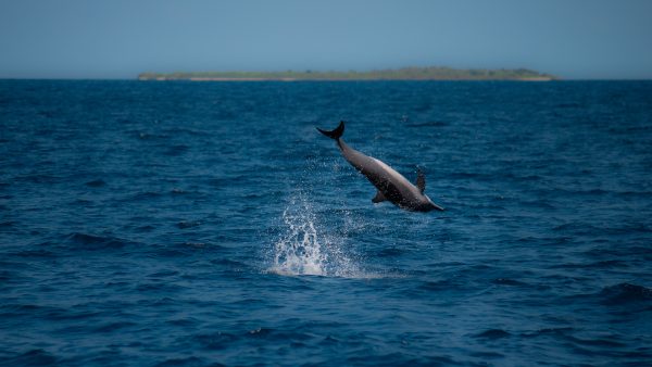 Dive Butler Dolphin Cruise