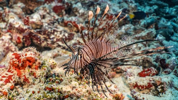 a close up of a lionfish on a reef in the maldives