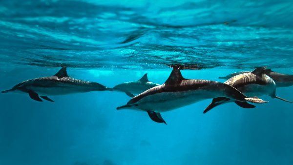 view from underwater of dolphins swimming close to the surface