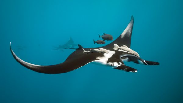 an oceanic manta swimming in blue water