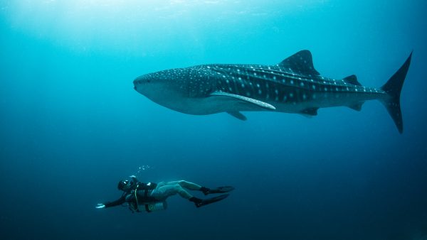 Dive Butler Diver with Whale Shark
