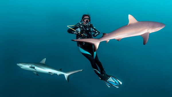 Dive Butler Diver with Sharks
