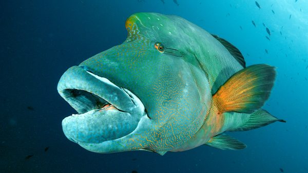 Dive Butler Napoleon Wrasse