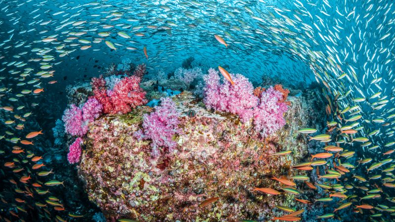 a colourful coral block with bright soft corals and a big school of fish surrounding it